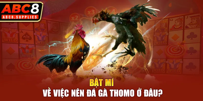 Bật mí về việc nên đá gà Thomo ở đâu?