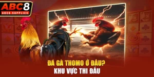 Bật mí về việc nên đá gà Thomo ở đâu?